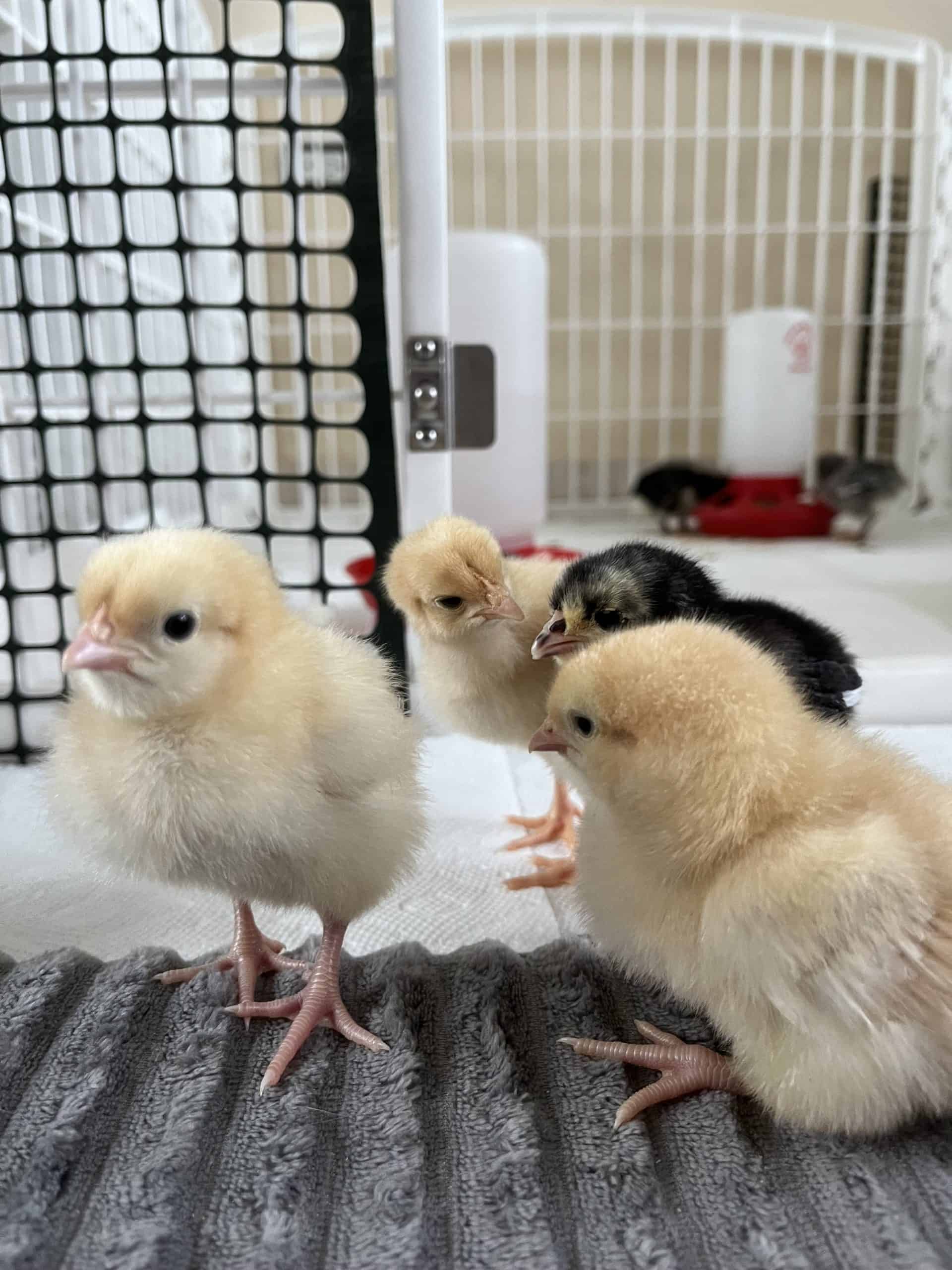 What to Feed Baby Chicks TropicalChicki