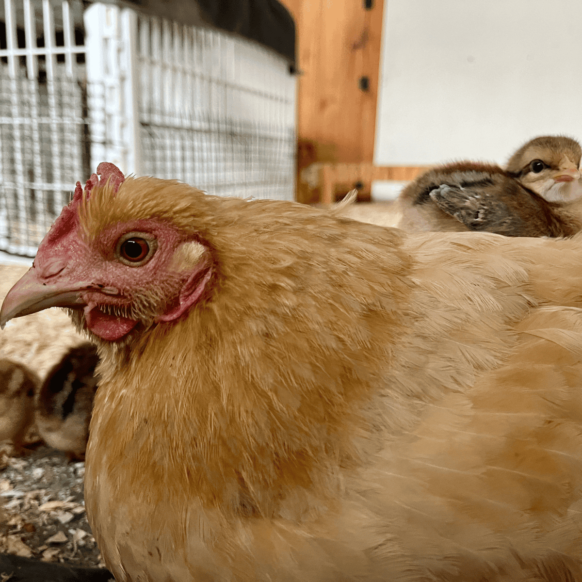 Raising Chicks with Broody Hen