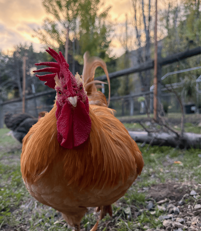 Rooster California