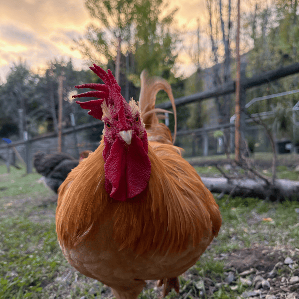 Not a Rooster Problem – A People Problem | Rethinking Rooster Laws in California