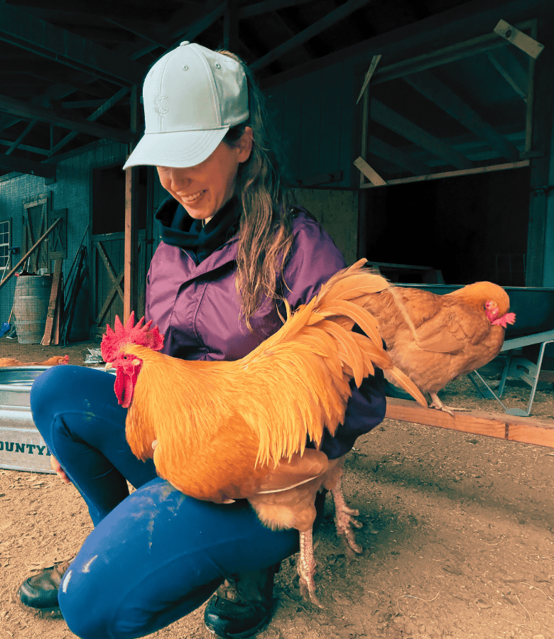 Rooster Laws in California